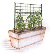 Illustration of flat tomato cage used as a trellis in a planter