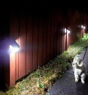 A dog walking on a path illuminated by motion-sensing LED lights mounted on a fence