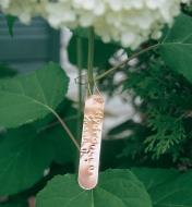 Étiquette en cuivre pour plante fixée à la tige d'une hydrangée et comportant le nom gravé de la plante