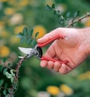 Forged Pocket Pruner being used to prune a rosebush