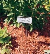 Regular marker in a garden marked with dianthus 'barbatos'