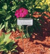 Étiquette standard portant l'inscription dianthus 'barbatos' dans un jardin