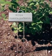 Rose marker placed in a garden, labelled "Rosa Morden Centennial" 