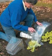 A woman covers lettuce in a garden with cloches