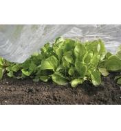 Floating Row Cover covering lettuce