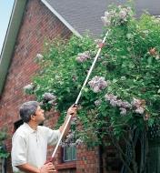 A man uses the Telescoping Pruner to cut lilacs high in a tree