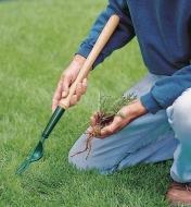 Using the short Dandelion Digger to remove a weed from a lawn