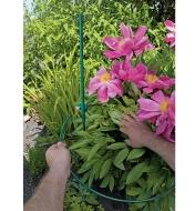 18" Peony Hoop supporting peony plant in a garden