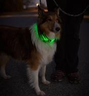 A dog wearing a NiteHowl LED Pet Neckband