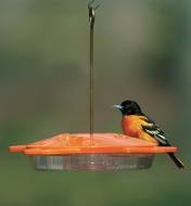 An oriole perches on an Oriole Feeder hanging in a yard