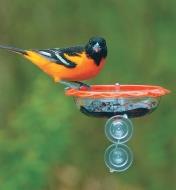 An oriole perches on an Oriole window Feeder mounted to a window