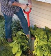 Dividing a hosta with the Radius Root-Cutter Transplant Spade