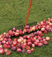 Pommes tombées au sol recueillies avec un râteau haute performance