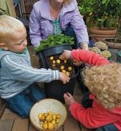 A woman and two children harvest potatoes from the Potato Pot