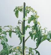 Tuteur permanent attaché à un plant de tomates