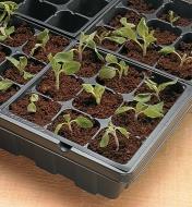 Seedlings growing in each cell of the tray