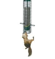 A squirrel hangs from the Squirrel Buster Finch Feeder