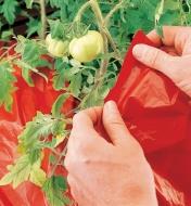 Placing Super Red Mulch under tomato plants
