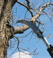 Close-up of the saw cutting into a branch