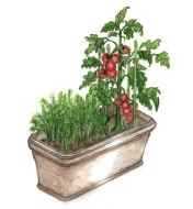 Illustration shows tomatoes and herbs growing in a self-watering planter