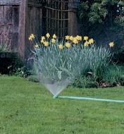 Spot Sprinkler being used to water daffodils