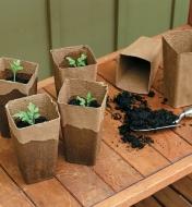 Fiber pots planted with seedlings