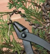 Twisting bonsai wire around a branch using long-nose pliers