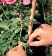 VELCRO Brand Plant Tie holds a rose stem to a stake