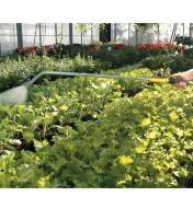 Watering flats in a greenhouse with the water wand