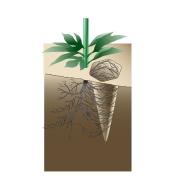 Illustration of hole in soil made by watering spike