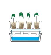 Diagram demonstrating how the capillary mat is draped over the reservoir with the mat ends in the water, and the seed tray is placed on the mat