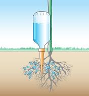 Illustration montrant à l'aide de flèches la distribution de l'eau aux racines d'une plante par un piquet arroseur vissé à une bouteille et fiché dans le sol