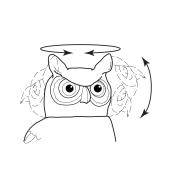 Illustration shows how the owl's head nods and turns