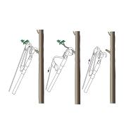 Schéma illustrant les trois étapes à suivre pour couper une branche avec un émondoir à contre-lame