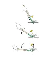 A series of three illustrations shows the action of levering a dandelion out of the ground with the short dandelion digger