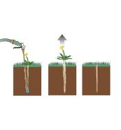 Illustration shows steps of removing weed: use weeder wand to create hole, pull out weed, hole fills itself