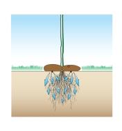 Cutaway illustration of tree roots being watered by the Tree Irrigator