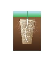 Illustration shows roots penetrating the walls of the pot after planting