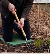 Using the Perennial Fork to divide plants