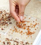 A hand placing seeds on a hemp-fibre grow mat