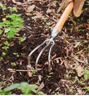 Weeding in a garden with the Mid-Length Three-Prong Cultivator