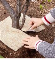 A gardener places a weed suppression square around the base of a newly planted tree