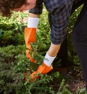 A gardener wearing glove liners under rubber gloves while pulling weeds