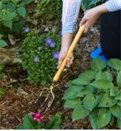 Using the Perennial Fork in garden mulch