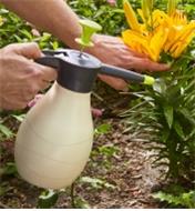 Using the Hand-Held 1.5 Litre Pressure Sprayer to spray lilies in a garden