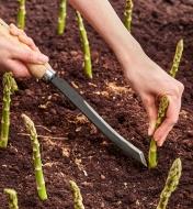 Harvesting asparagus with the Asparagus/Harvest Knife
