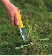 Using the All-Purpose Lifetime Weeder to dig out a dandelion