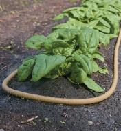Polyurethane Soaker Hose weeps water in a vegetable garden