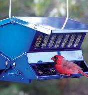 A cardinal perched at the double-sided feeder