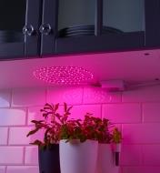 Luminaire-ruban de serre GroFlex en spirale fixé sous une armoire éclairant une plante posée sur un comptoir.